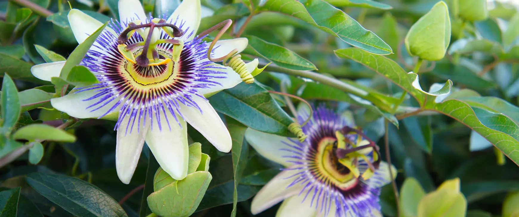 Passionsblume-Passiflora.jpg