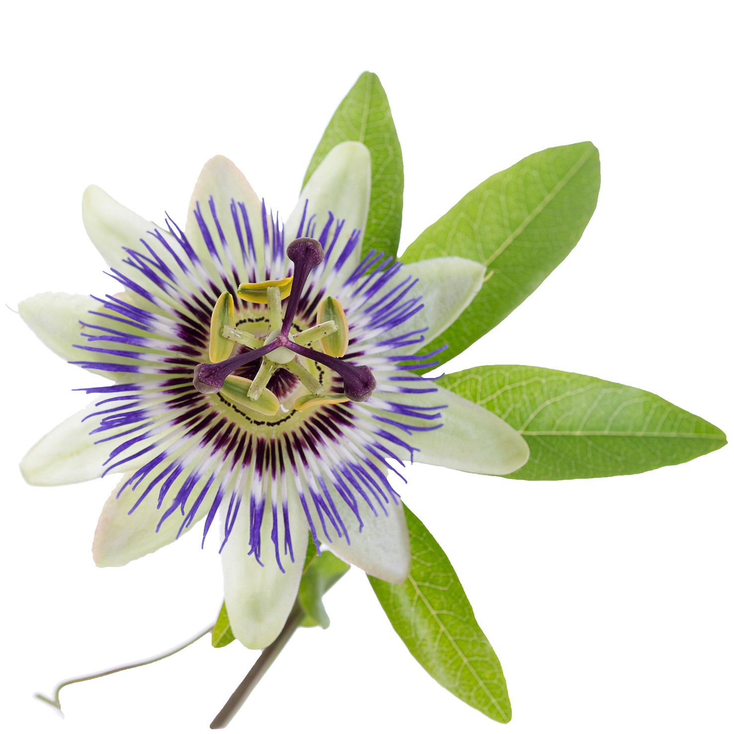 Passionflower