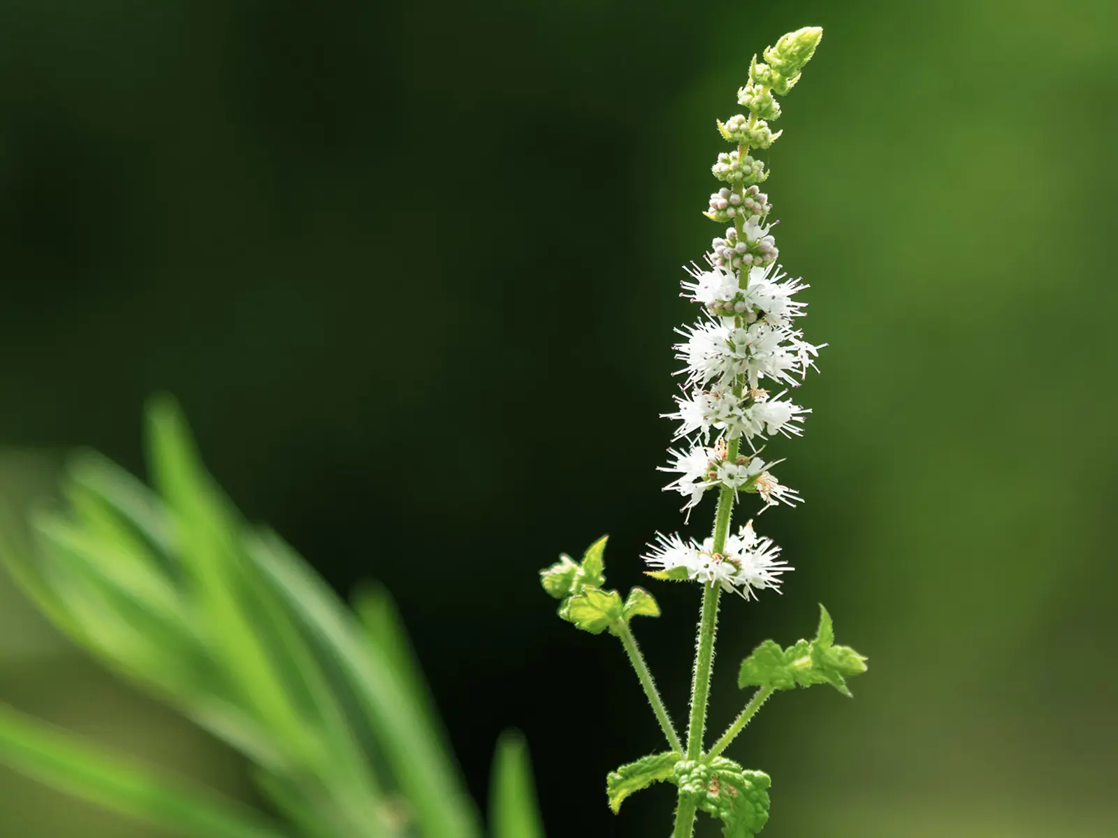 Traubensilberkerze-cimicifuga-racemosa-black-cohosh.jpg