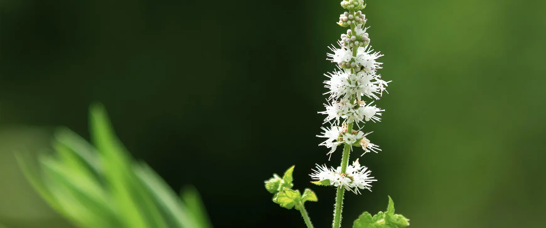 Traubensilberkerze-cimicifuga-racemosa-black-cohosh.jpg
