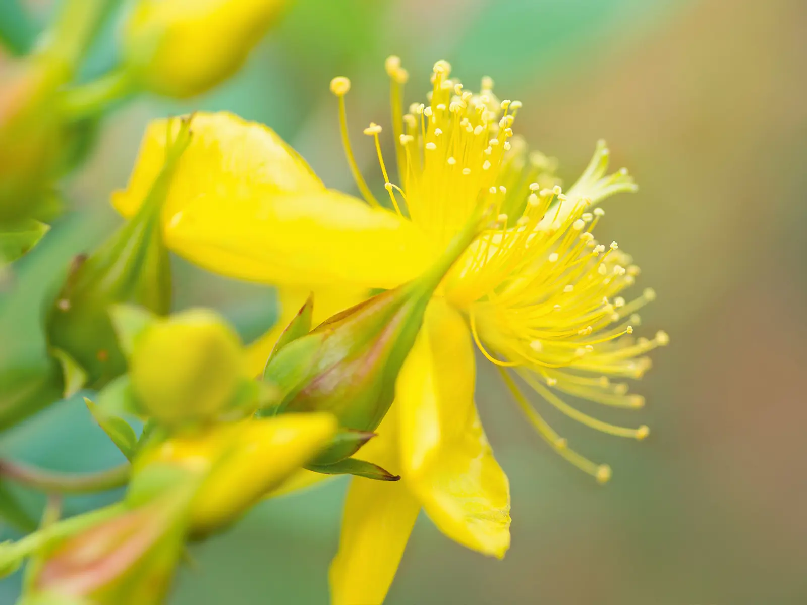 Johanniskraut-Hypericum-perforatum-l.jpg