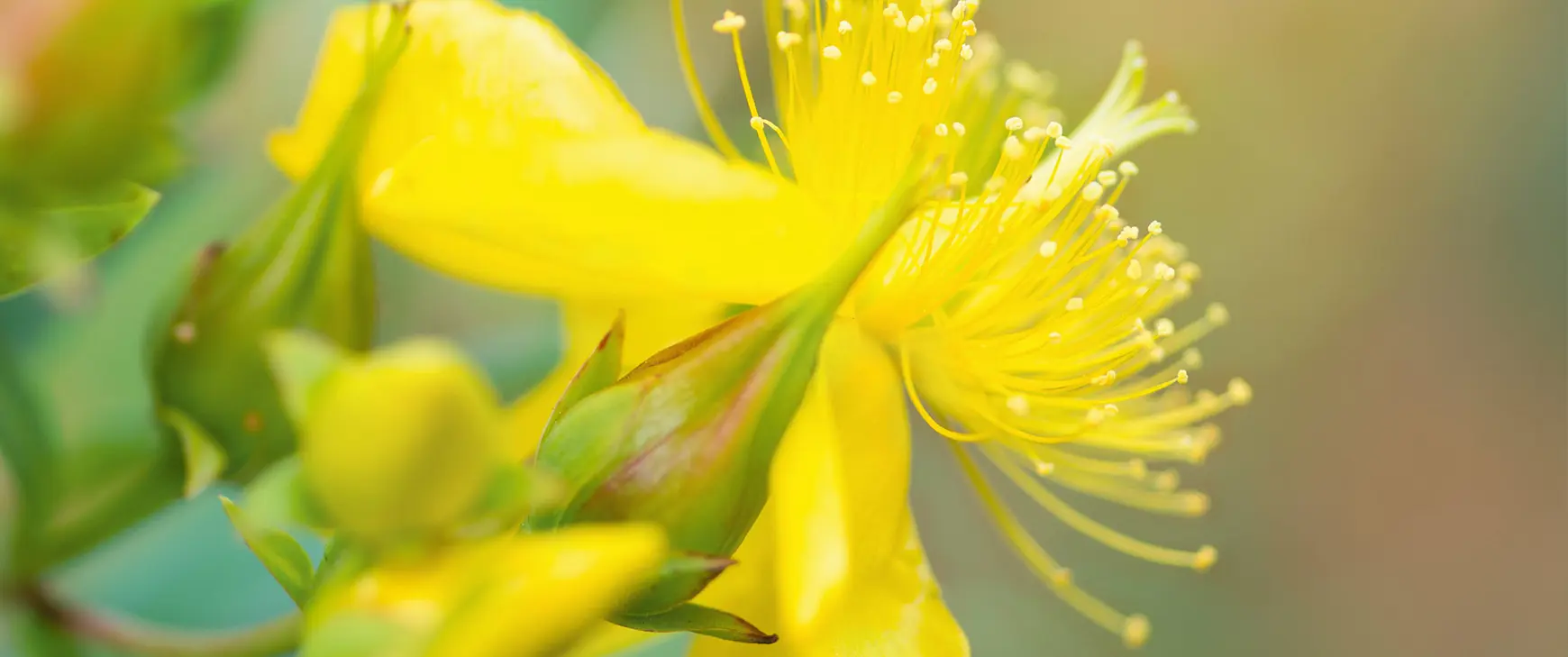 Johanniskraut-Hypericum-perforatum-l.jpg