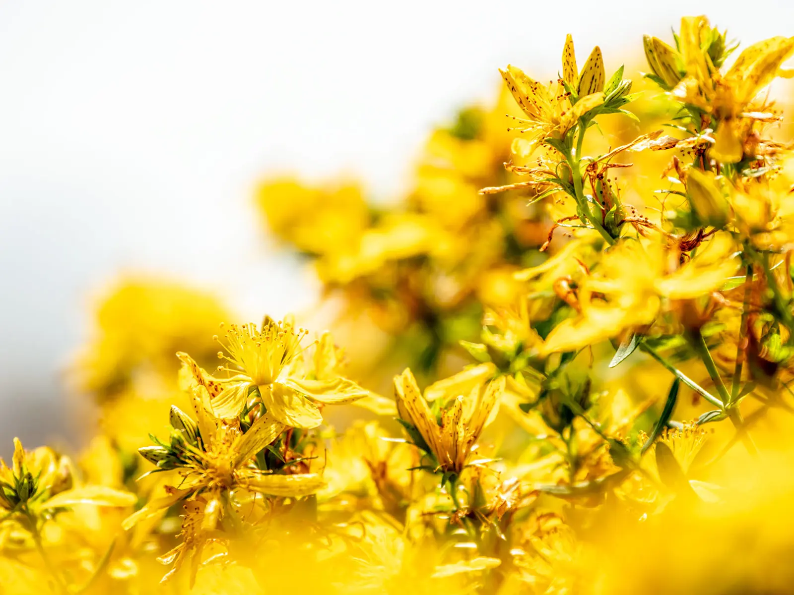 Johanniskraut Hypericum perforatum