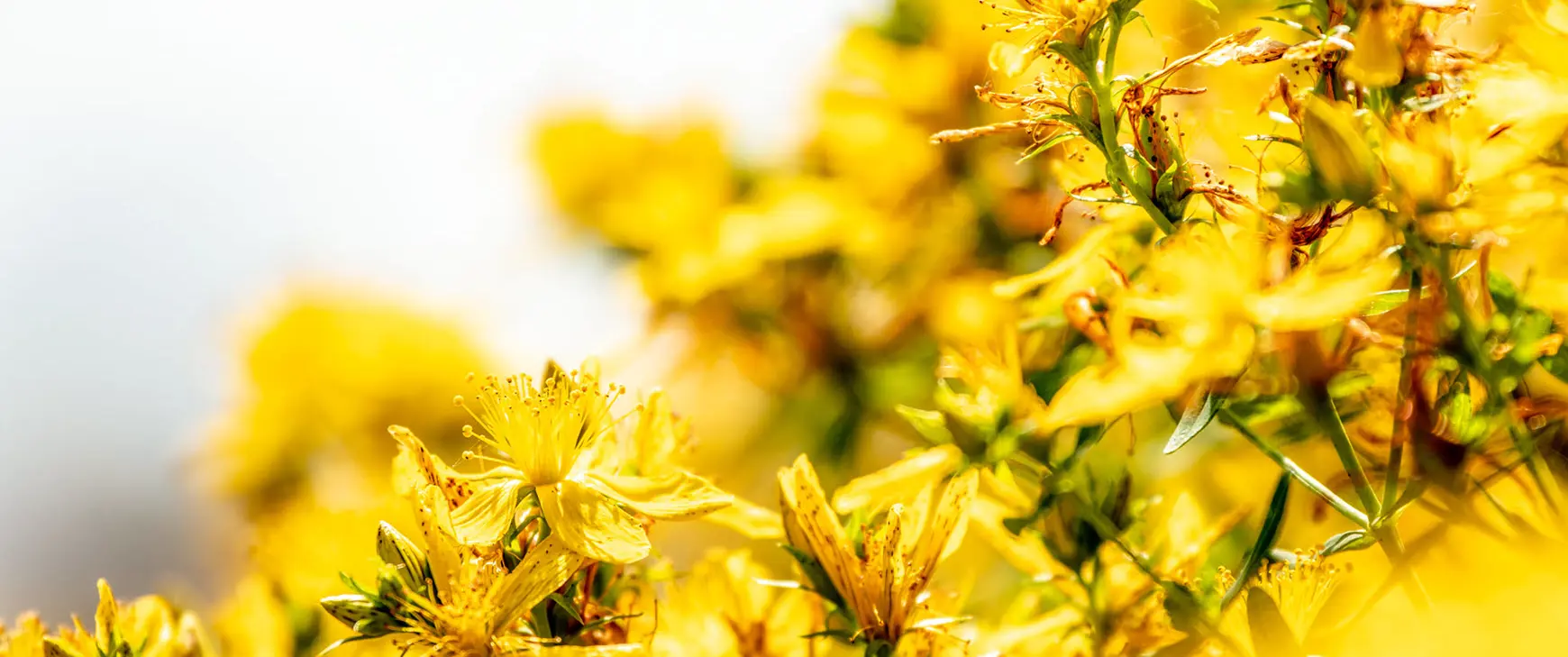Johanniskraut Hypericum perforatum