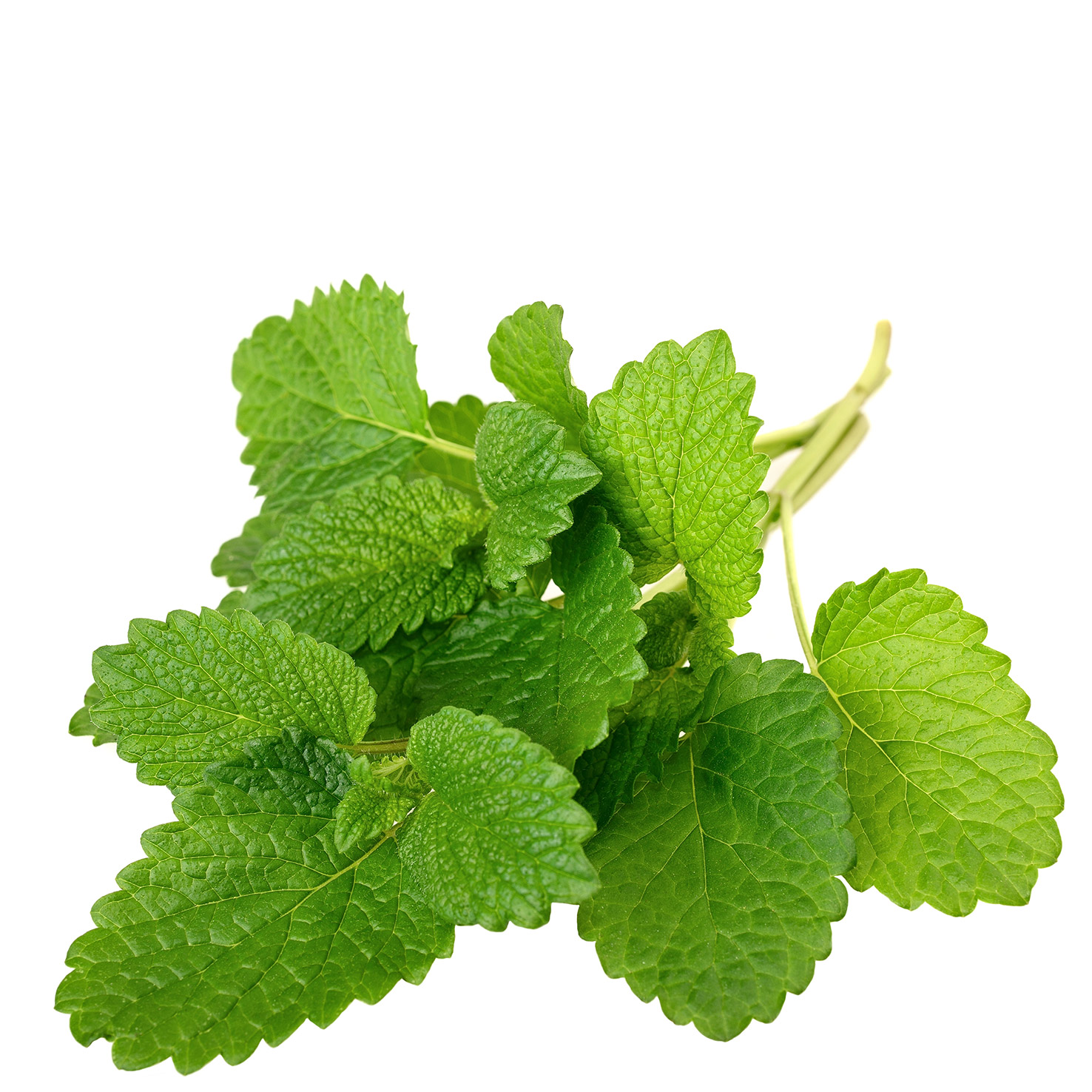Lemon balm