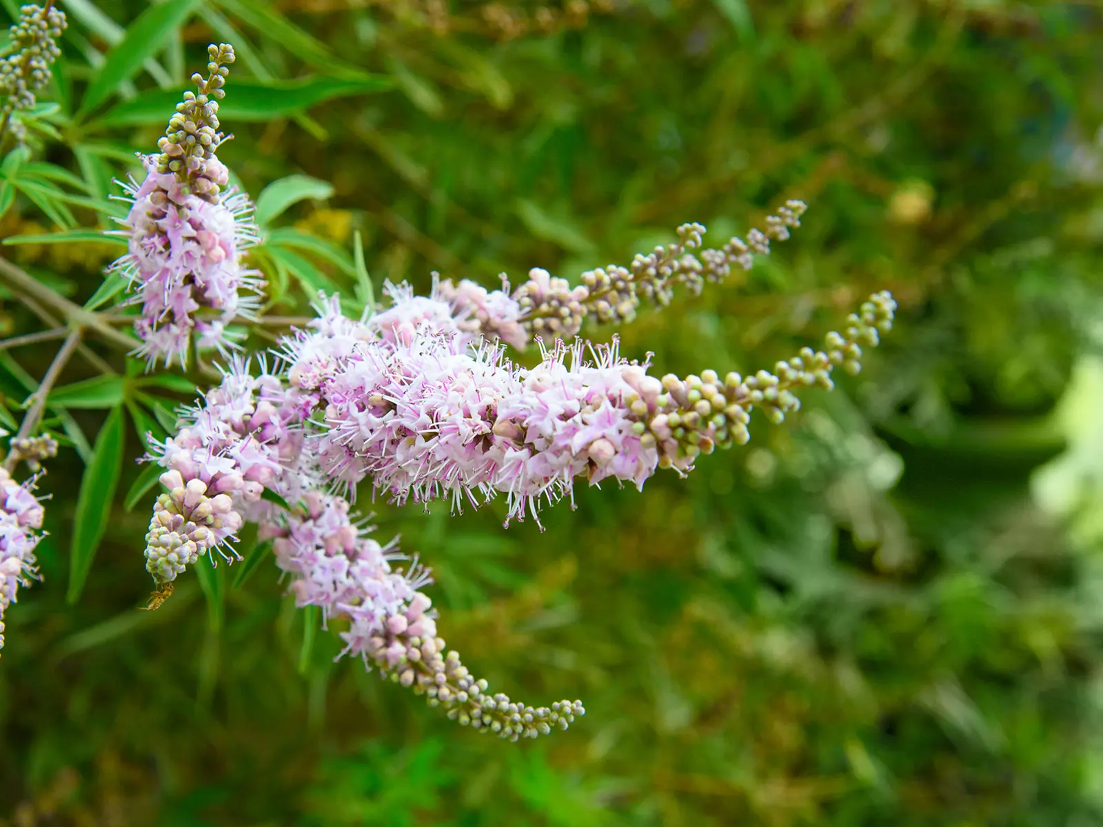 Moenchspfeffer-vitex-agnus-castus.jpg