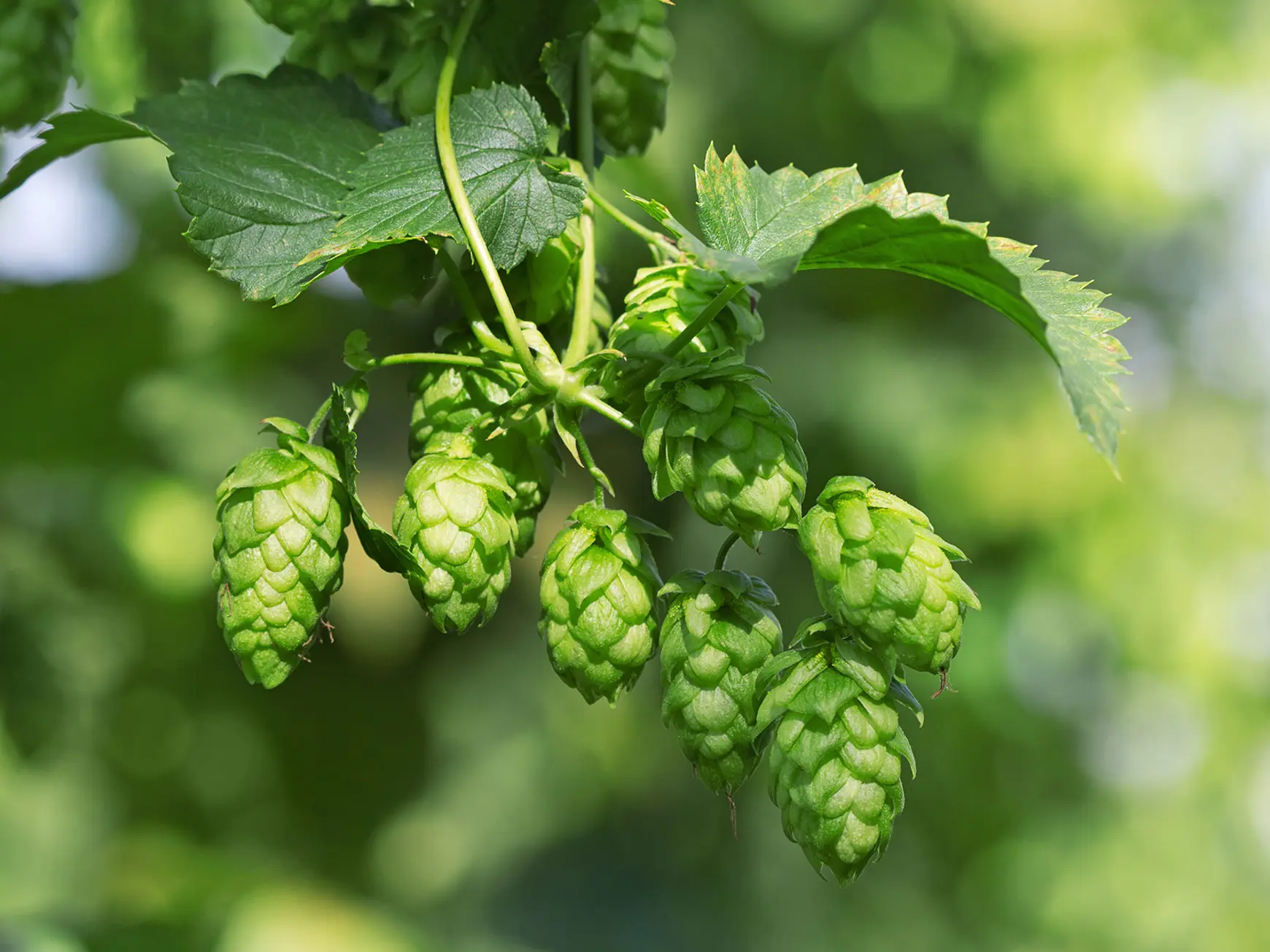 Phyto Story - Hops (Humulus lupulus)