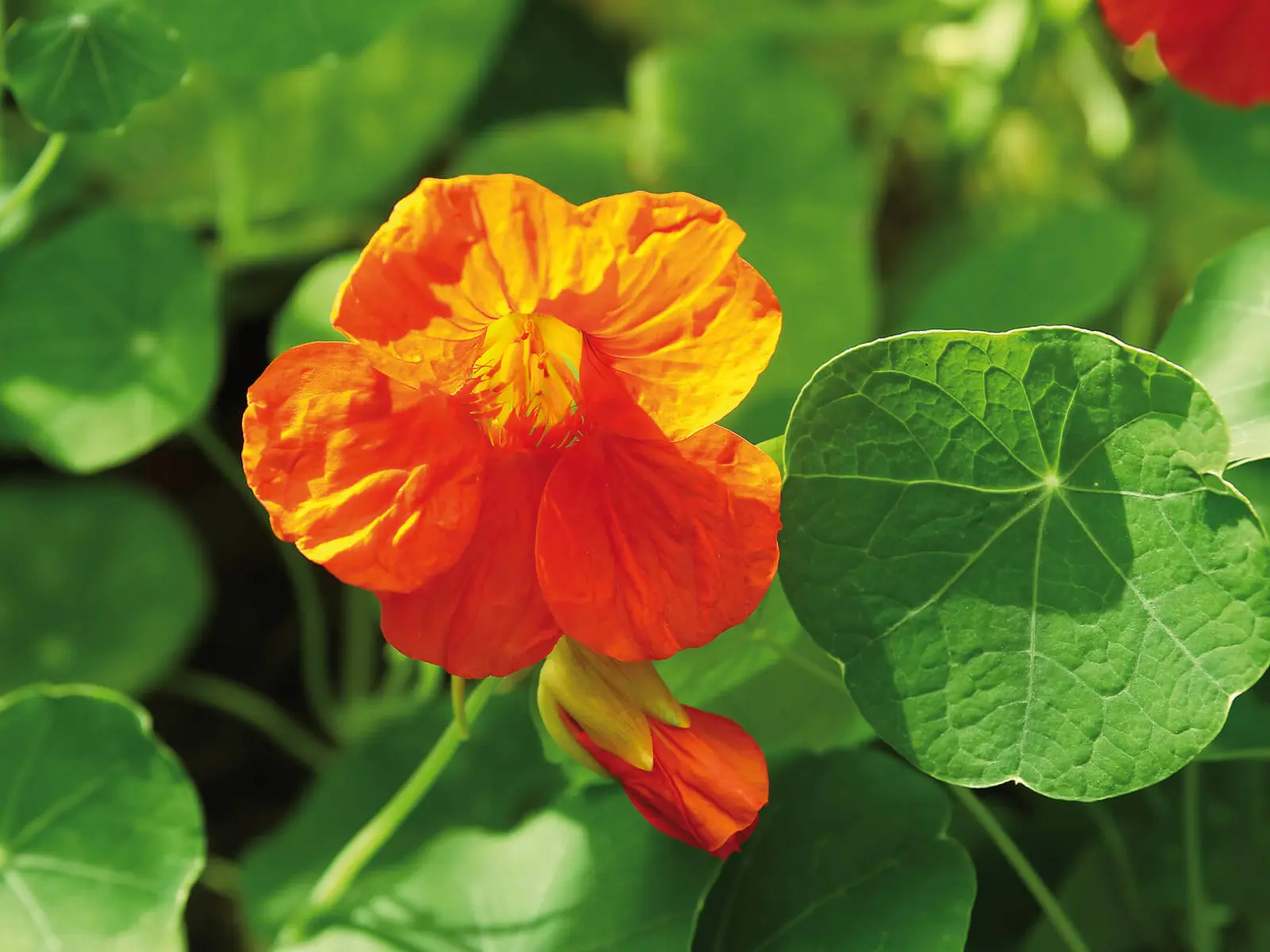 Kapuzinerkresse-Tropaeolum-majus.jpg