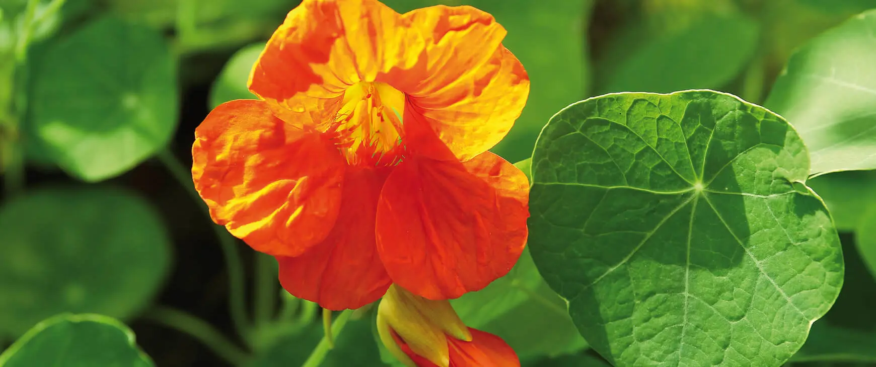 Kapuzinerkresse-Tropaeolum-majus.jpg