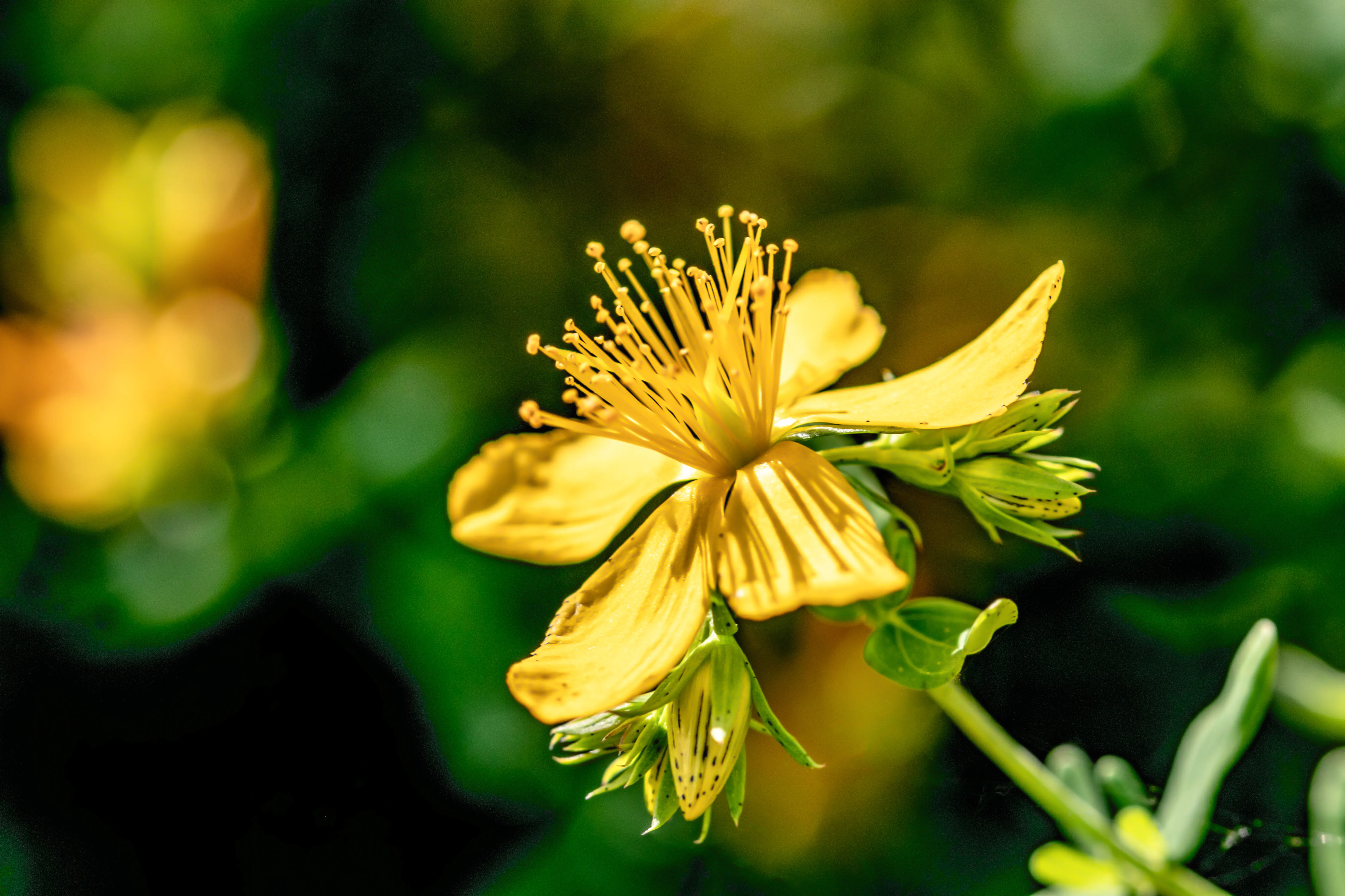Phyto Story - St. John’s wort (Hypericum perforatum)