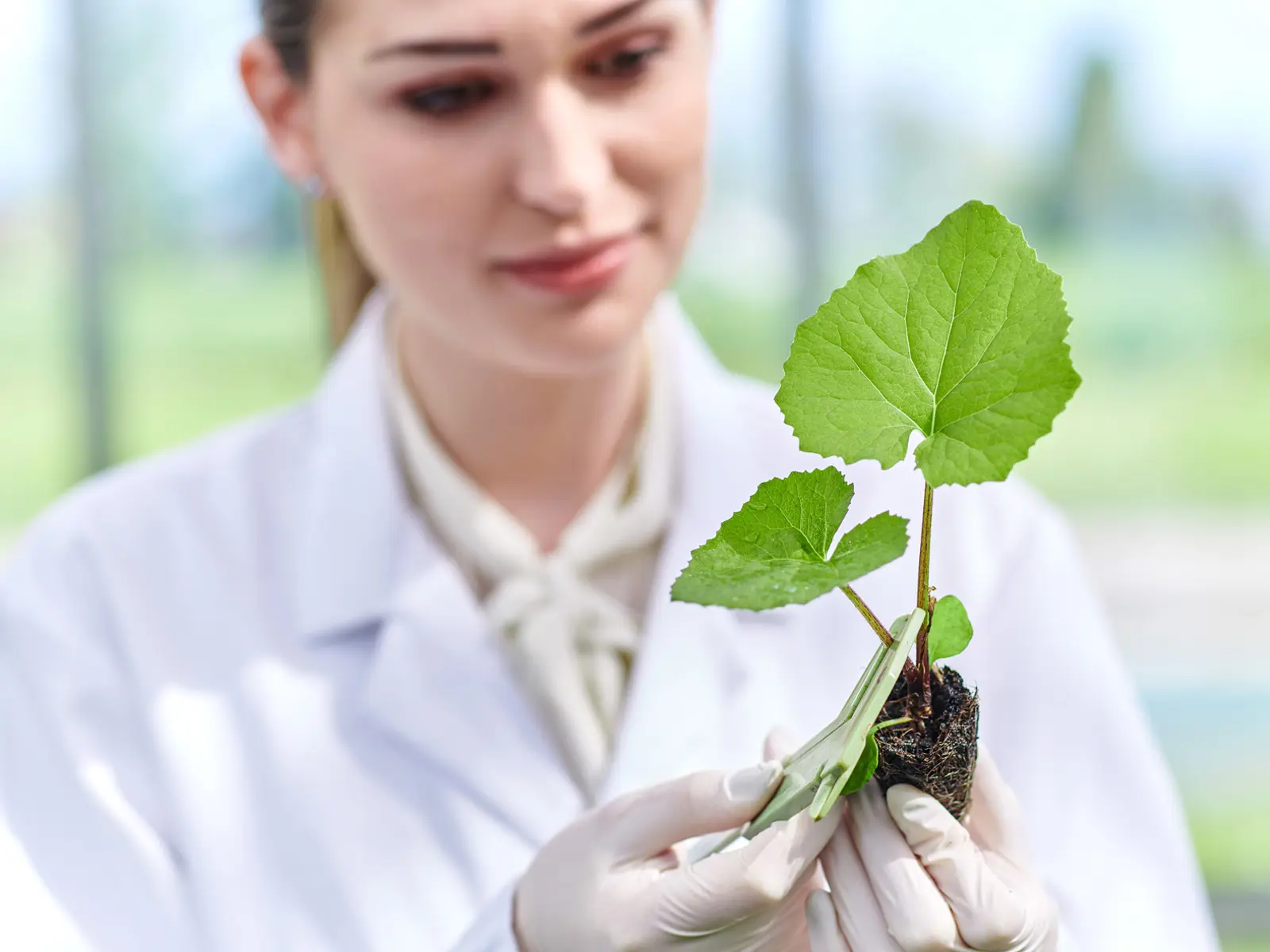 from-seed-to-patient.jpg