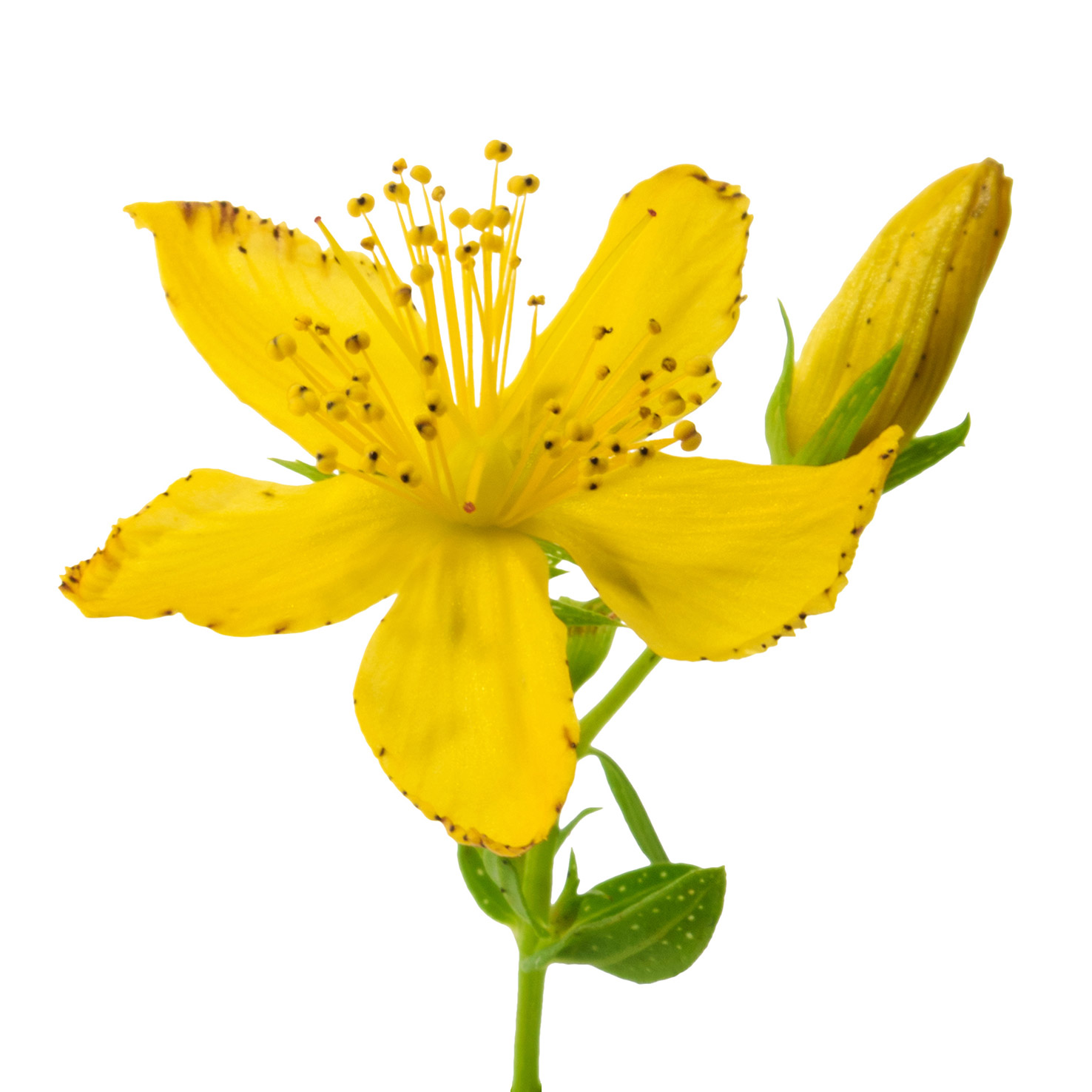 St. John’s wort