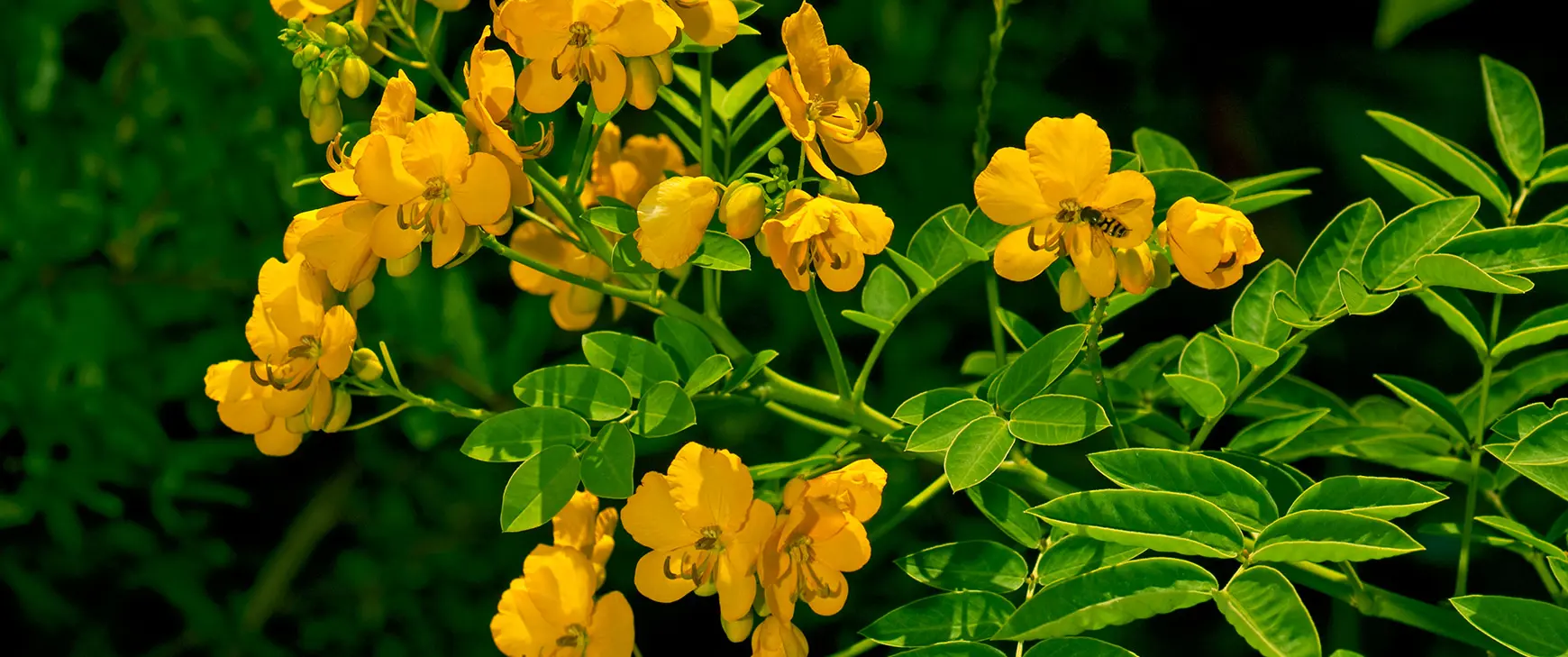 Senna-Cassia-angustifolia.jpg