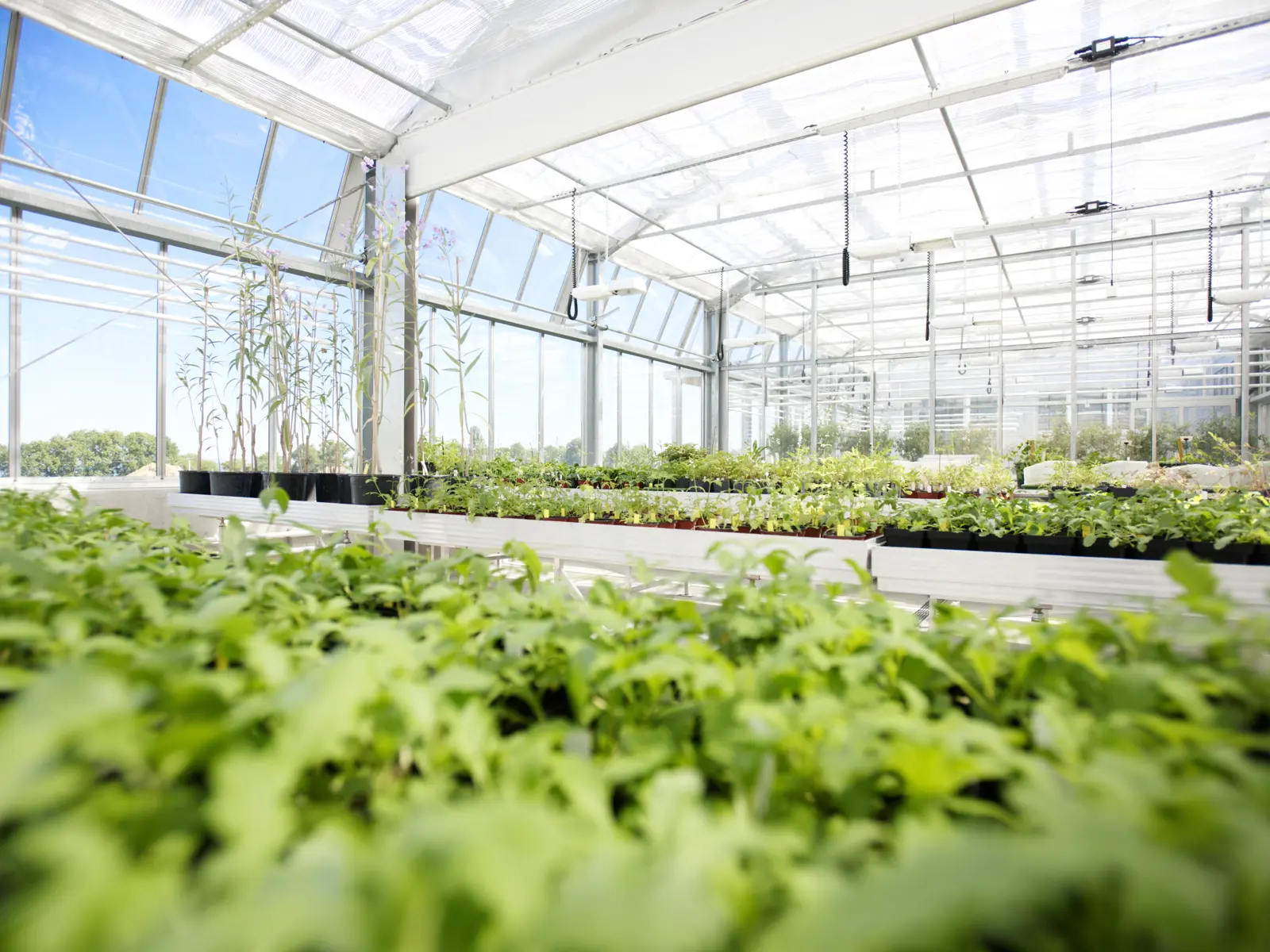 vitaplant_gewaechshaus_pflanzen_300.jpg