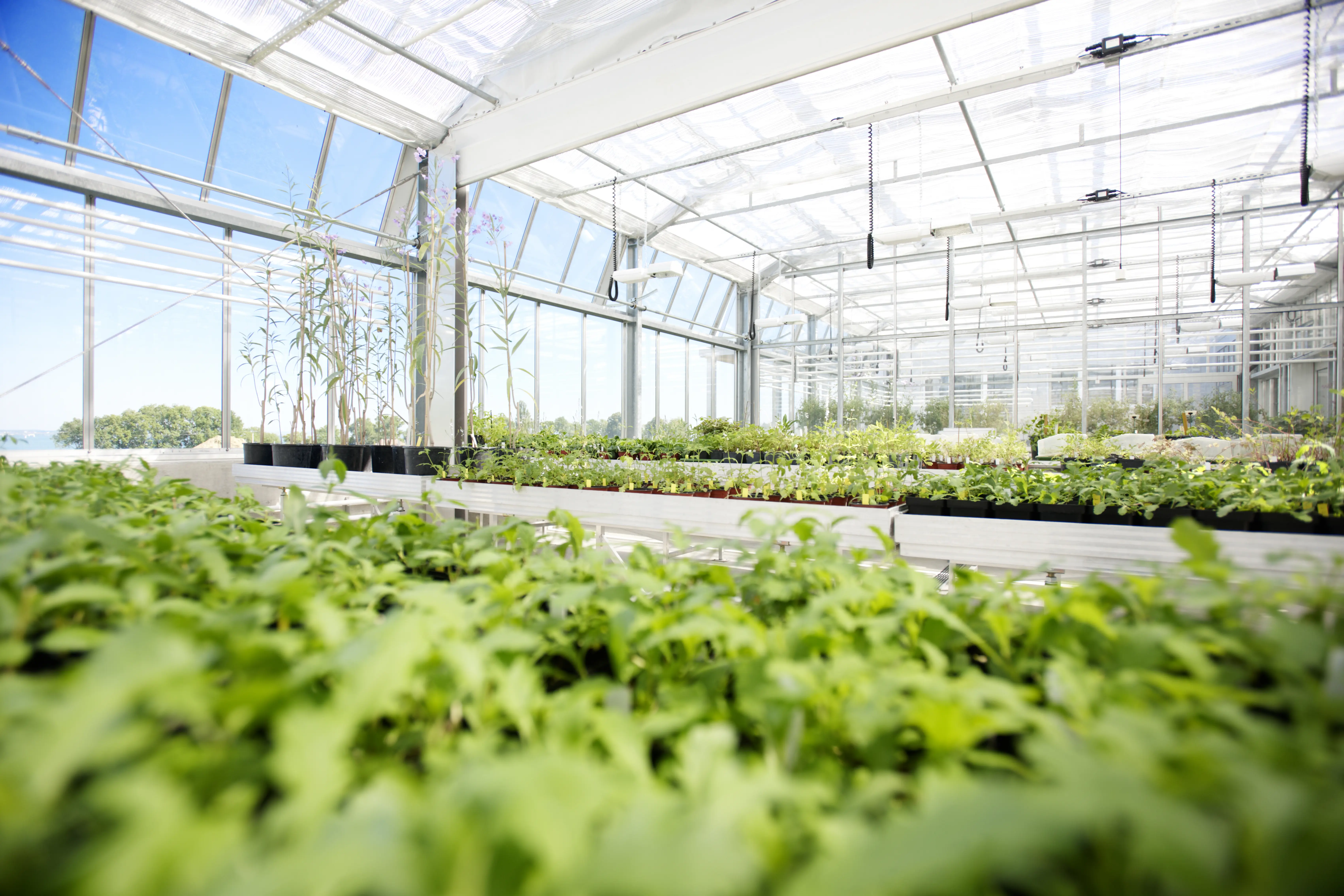 Zeller & Vitaplant Excursion – Congress Phytopharm 2018