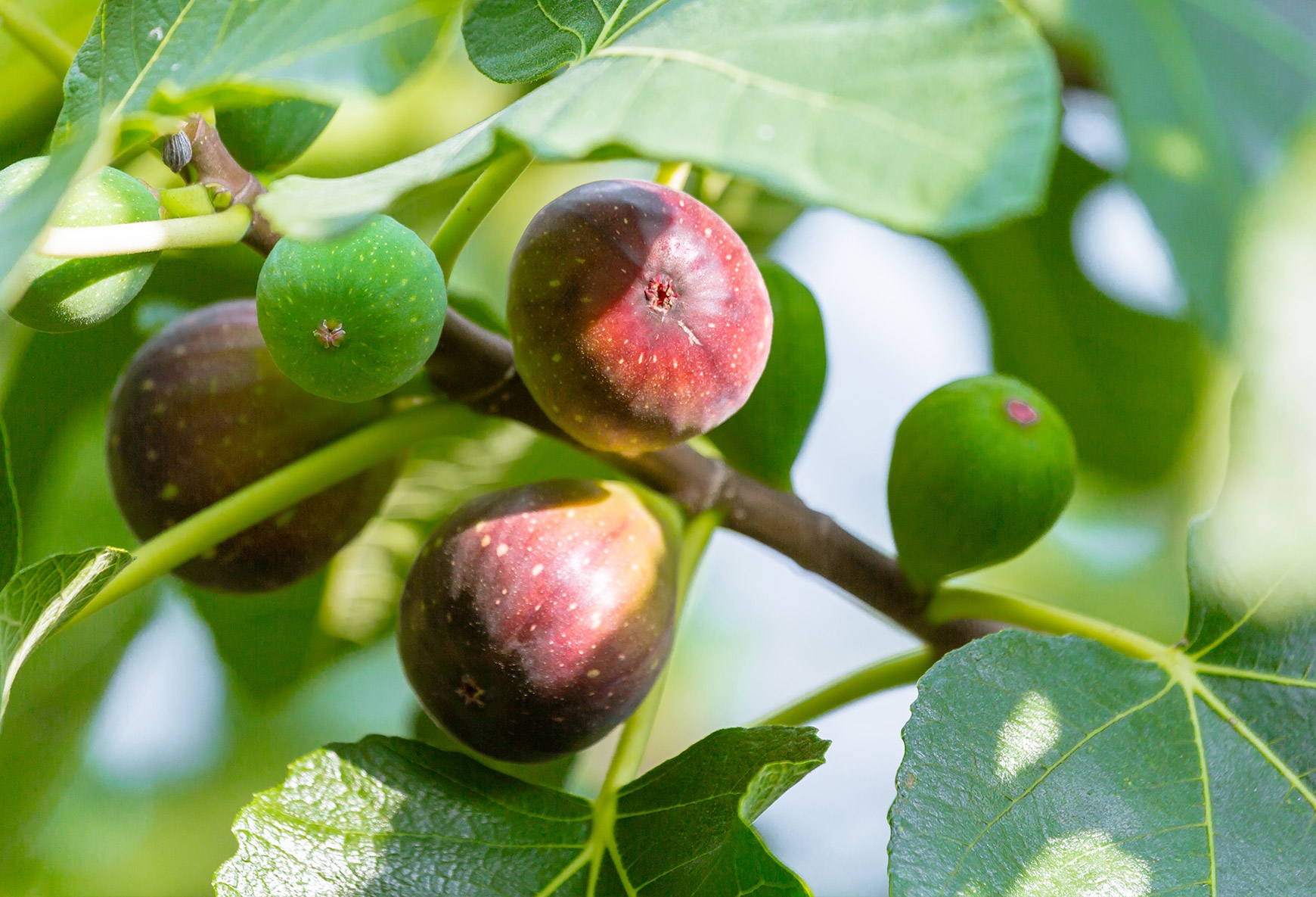 Figs (Ficus carica)