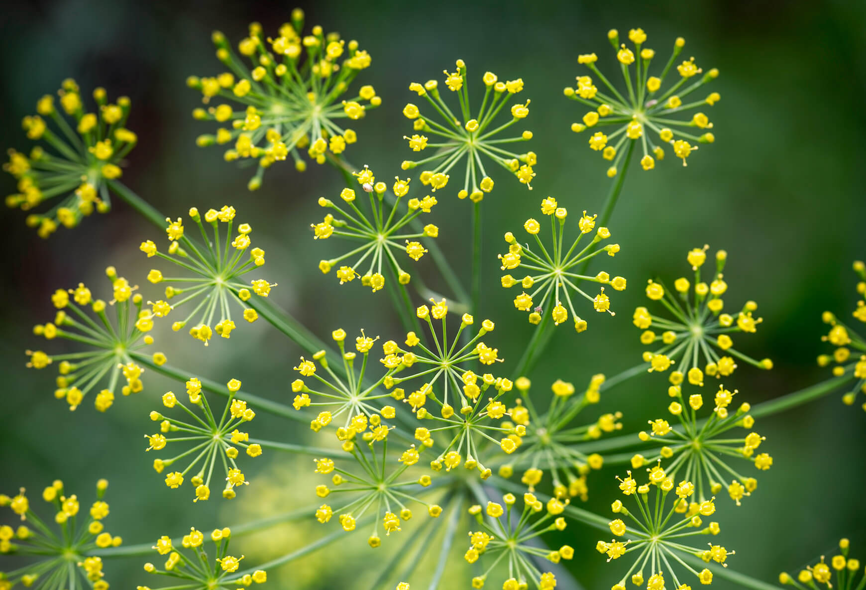 Tesalin® Ze 339 zeller