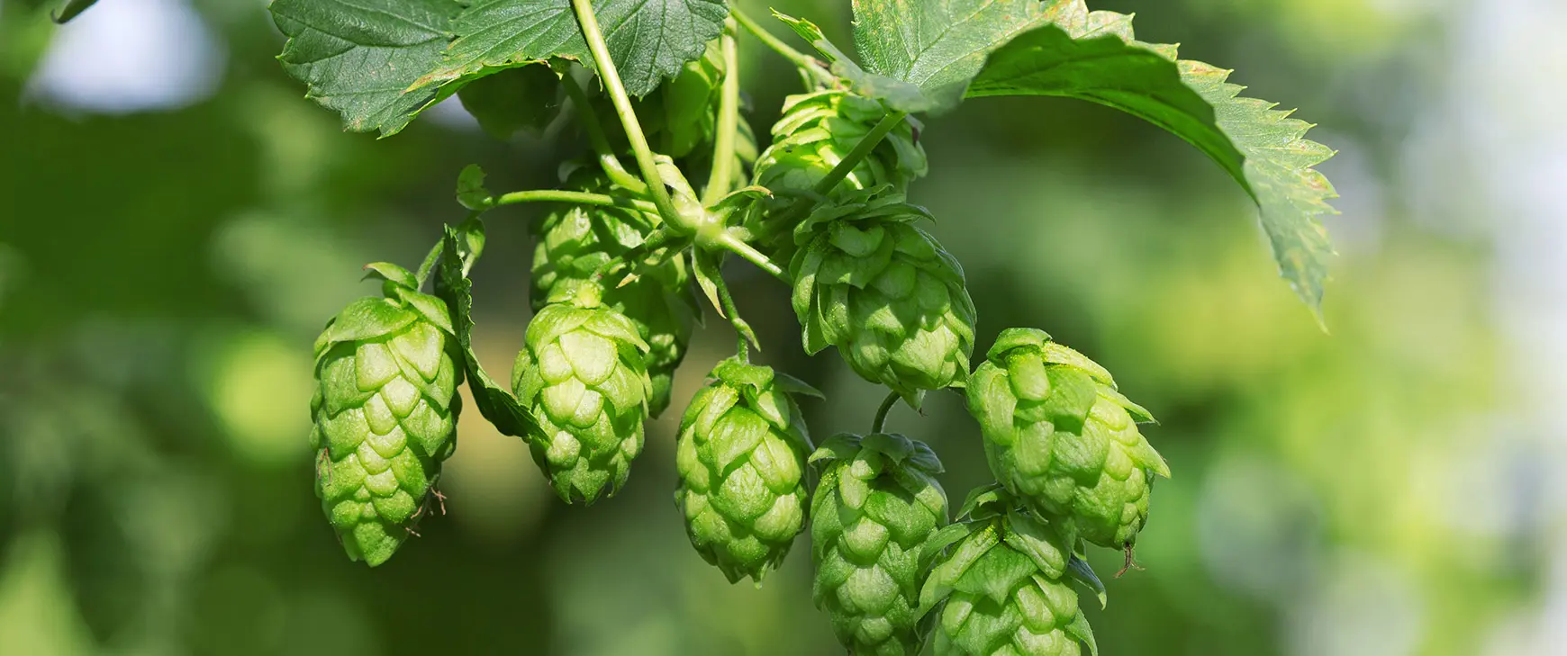 Hopfen-Humulus-l.jpg