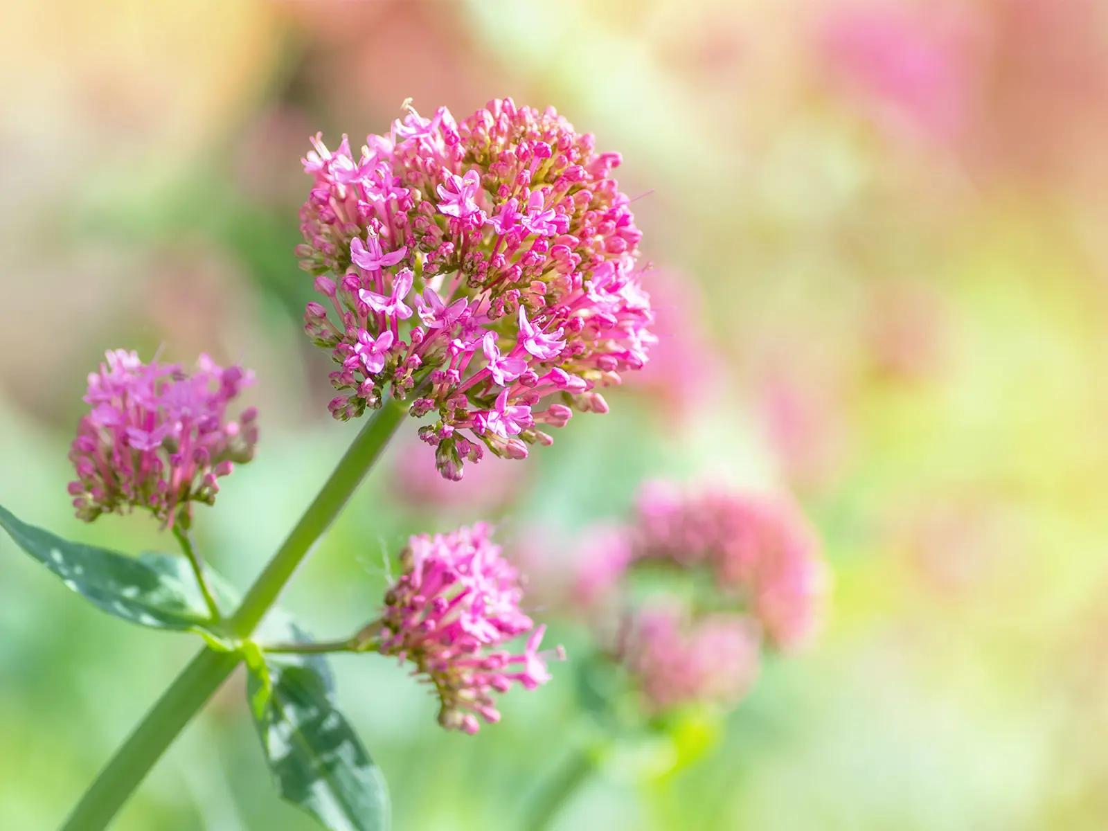 Baldrian-Valeriana-officinalis-l.jpg