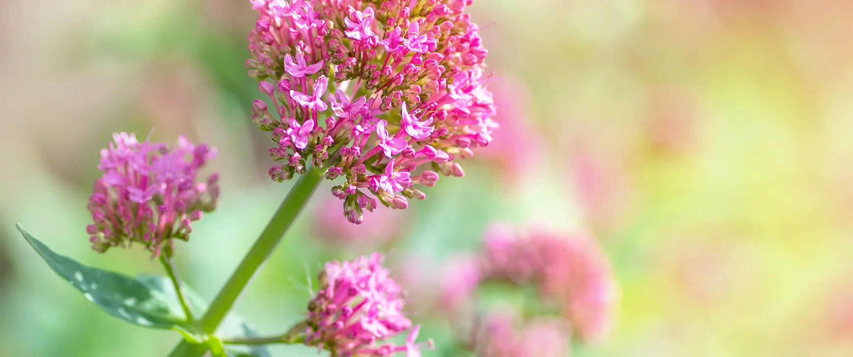 Baldrian-Valeriana-officinalis-l.jpg