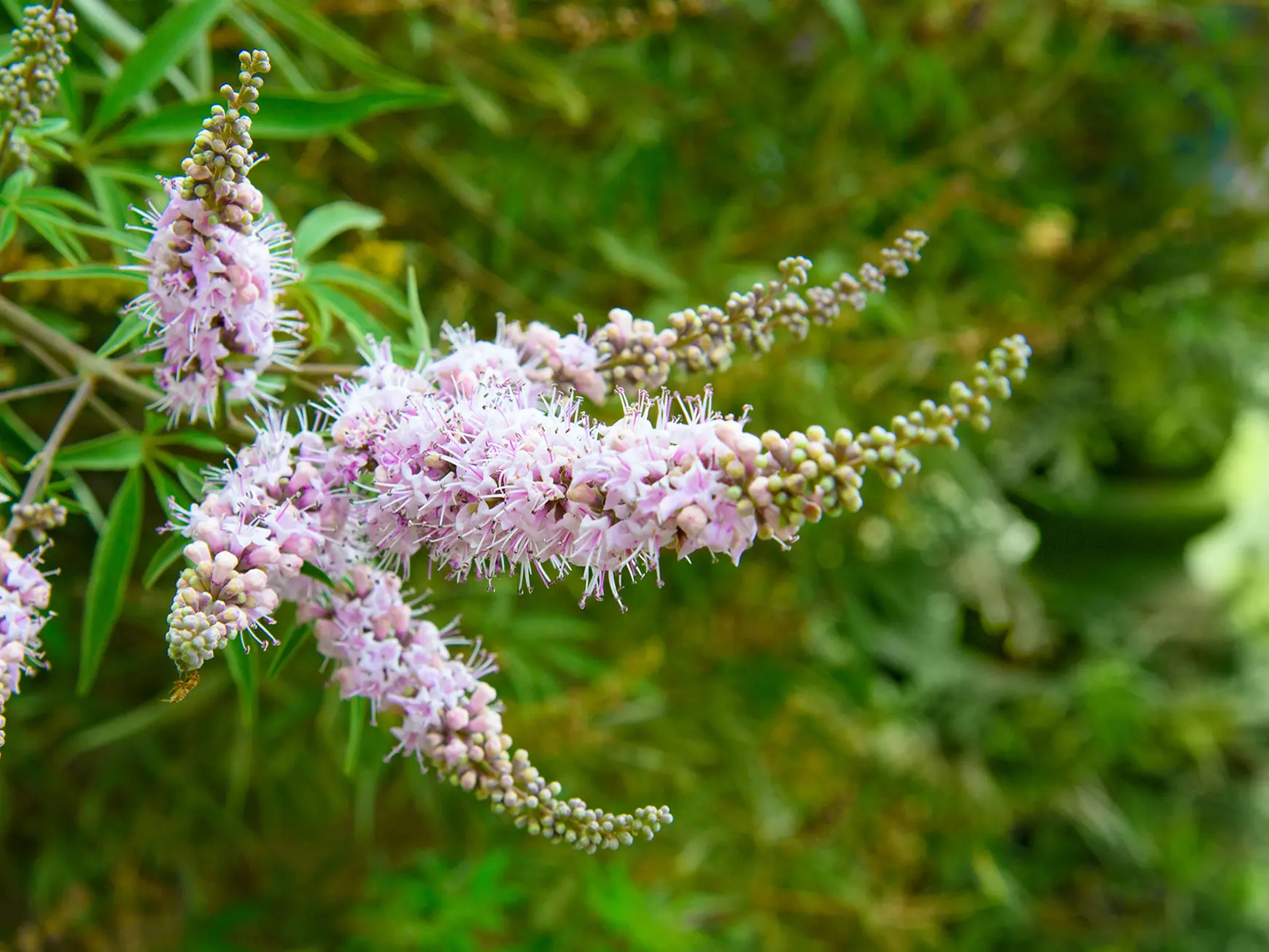 Phyto Story - Monk’s pepper (Vitex agnus-castus L.)