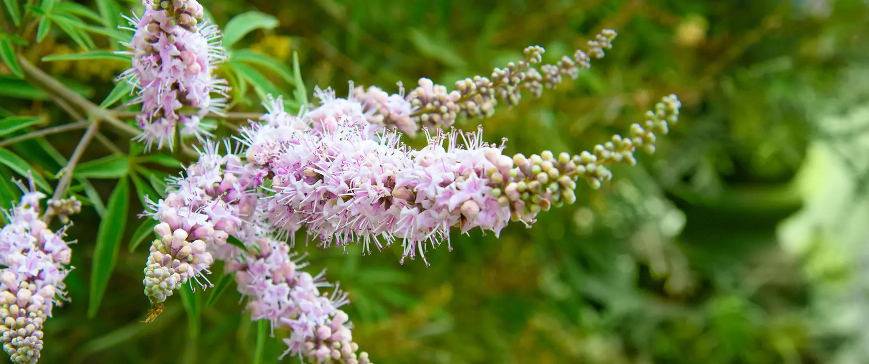Moenchspfeffer-vitex-agnus-castus.jpg