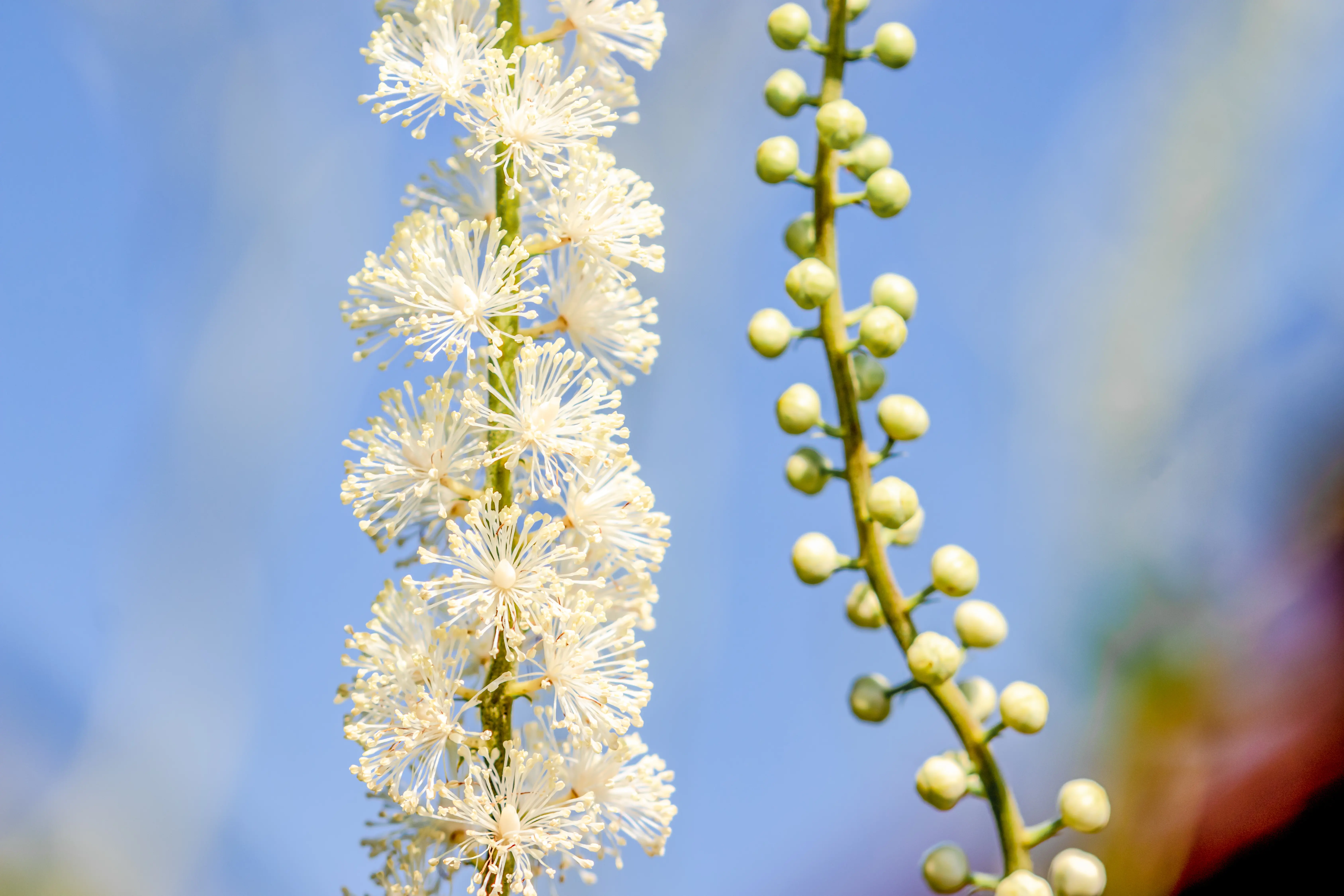 Phyto Story - Black cohosh (Cimicifuga racemosa)