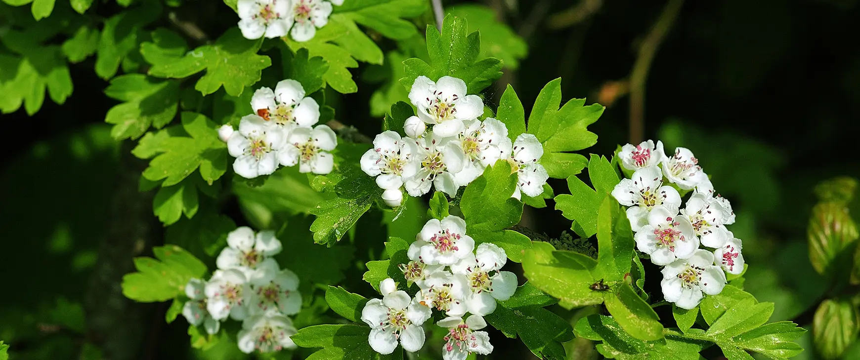 Weissdorn-Crataegus-monogyna.jpg